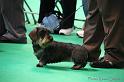 Crufts2011_2 1381